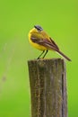 Poland, Biebrzanski National Park Ã¢â¬â closeup of a Yellow wagtail bird Ã¢â¬â latin: Motacilla flava Royalty Free Stock Photo